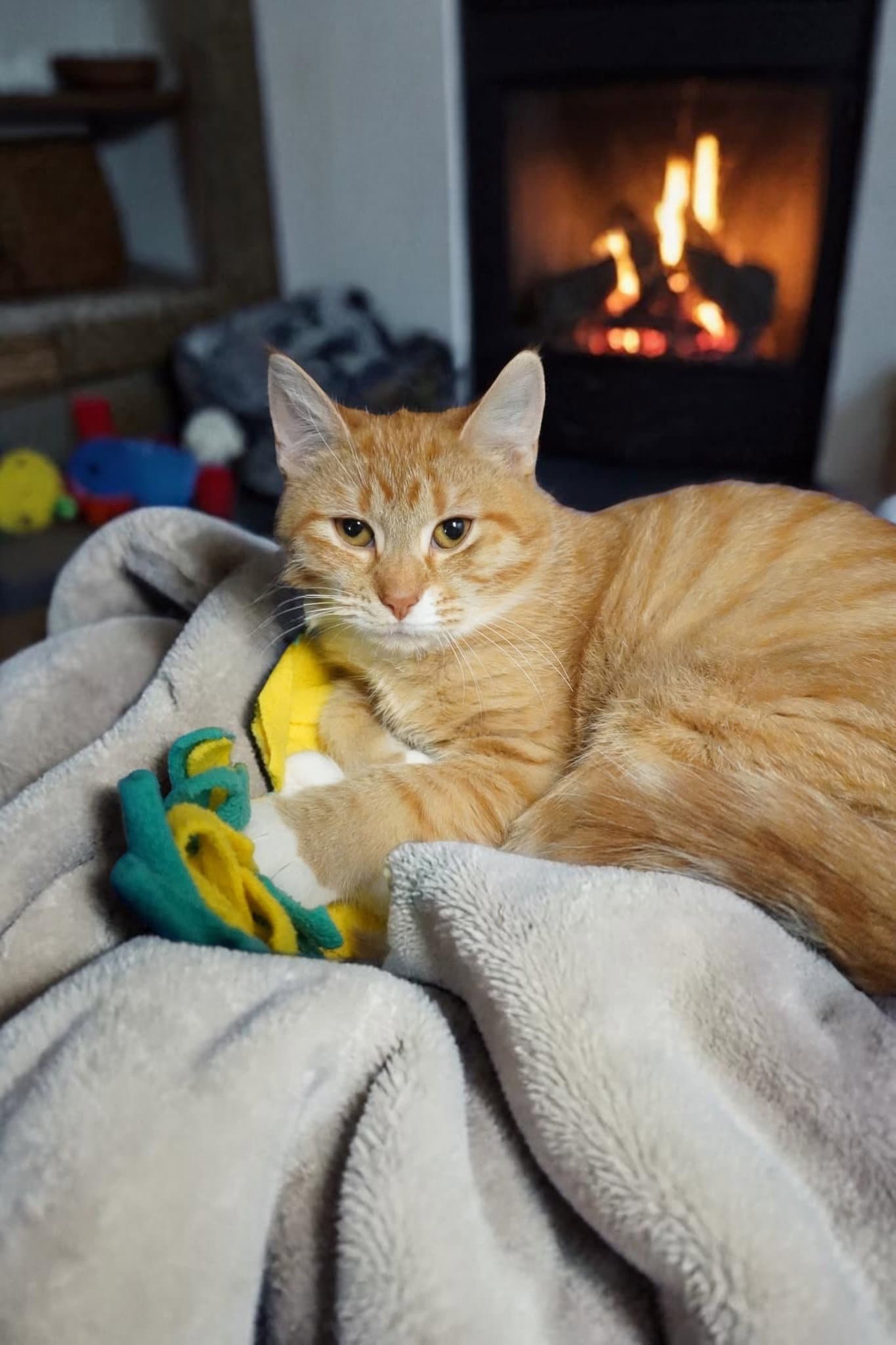 Blossom - Domestic Short Hair