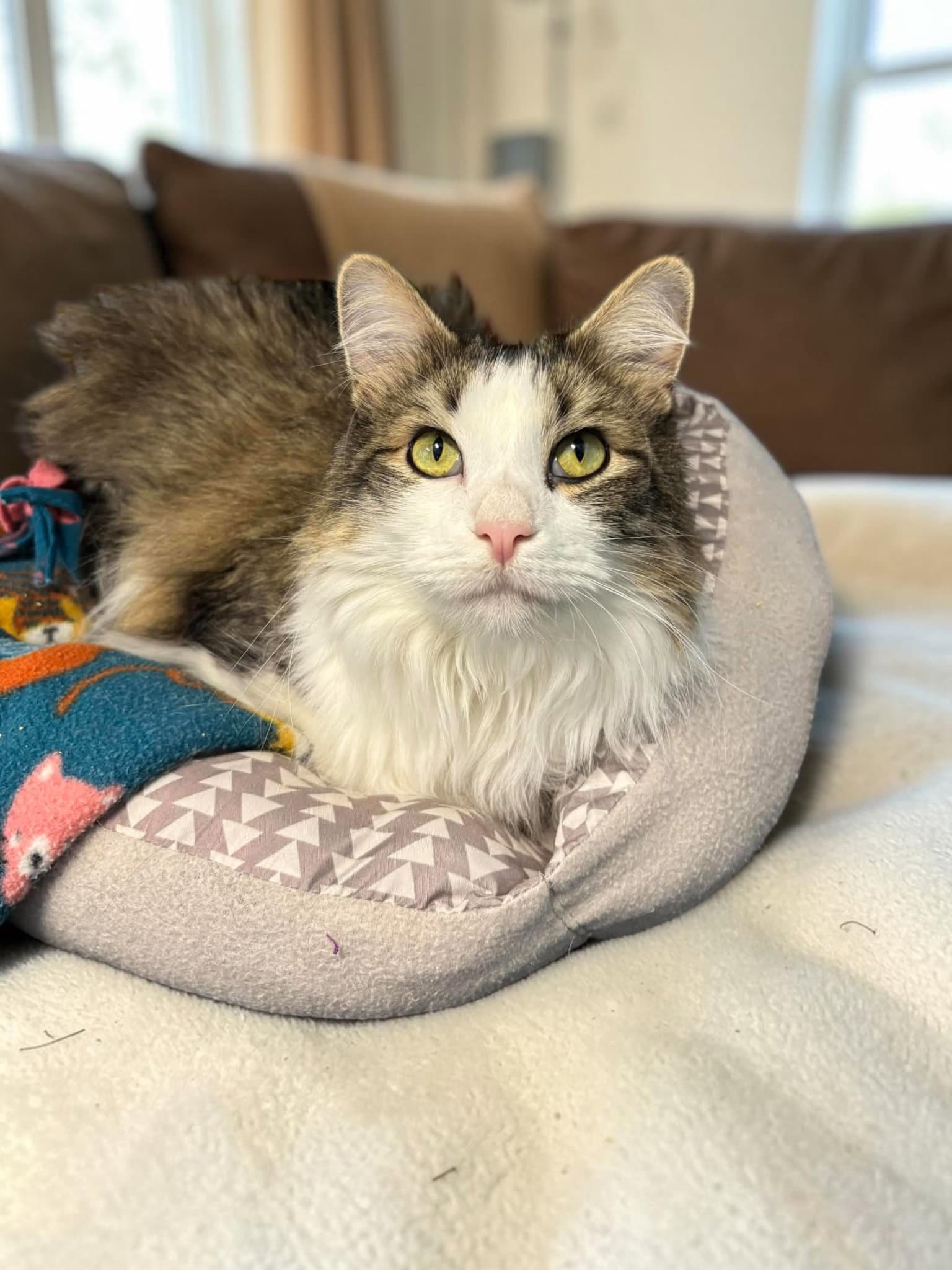 Aspen - Domestic Long Hair