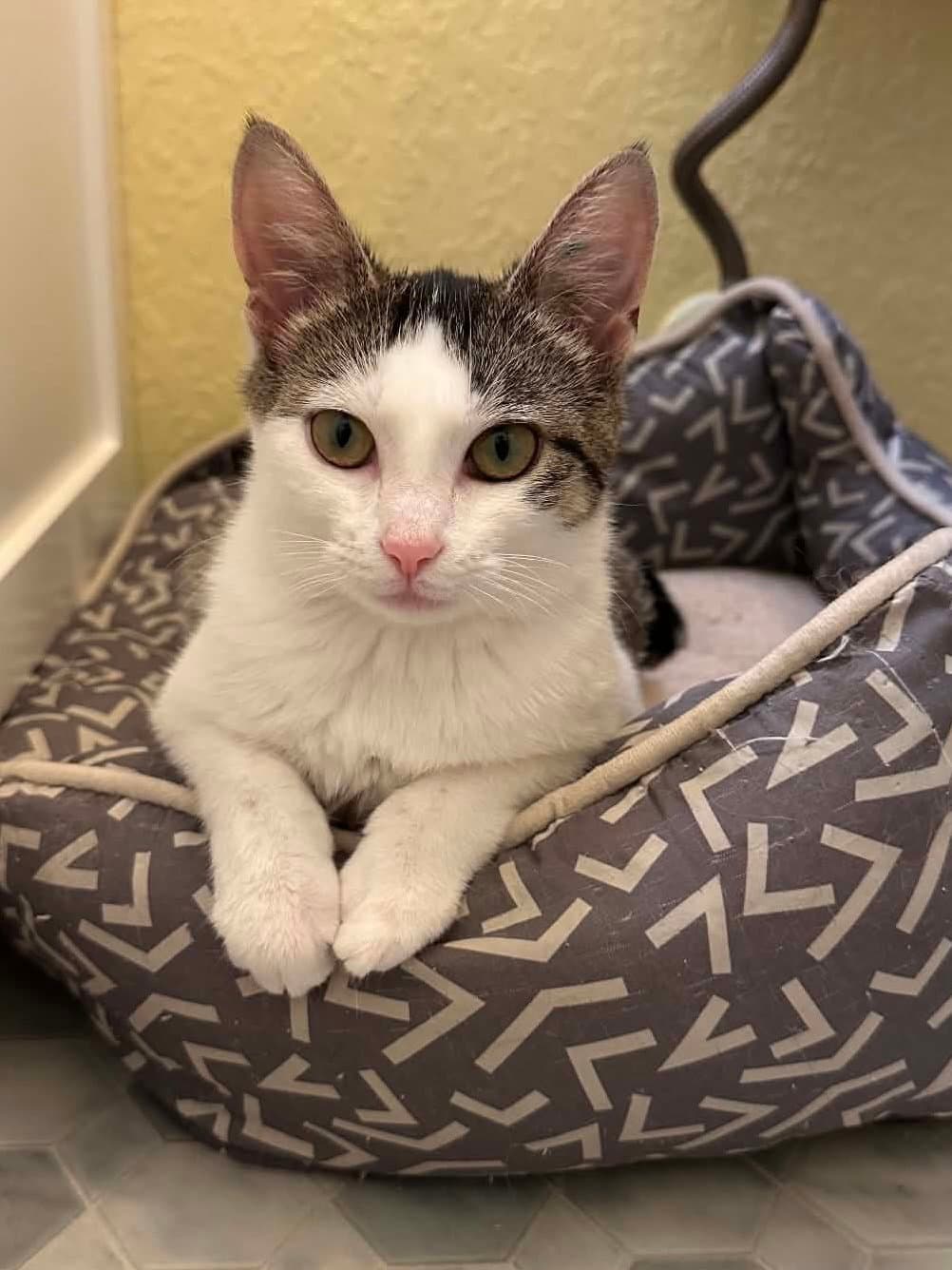 Nova - Domestic Short Hair