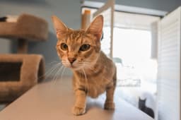 Tabitha image 1