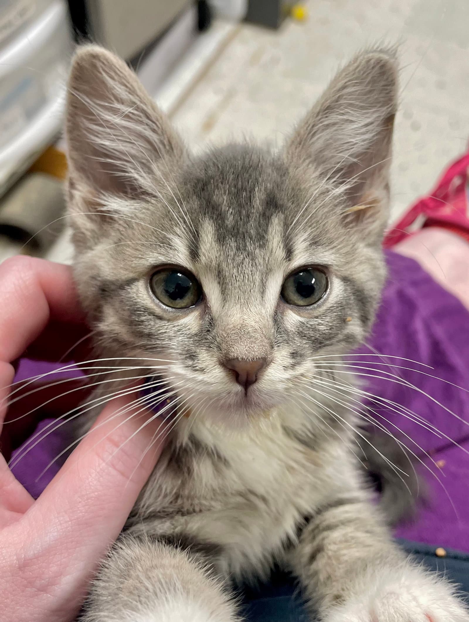 Scribble - Domestic Short Hair