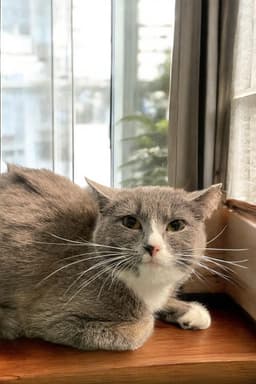 Suki image 1