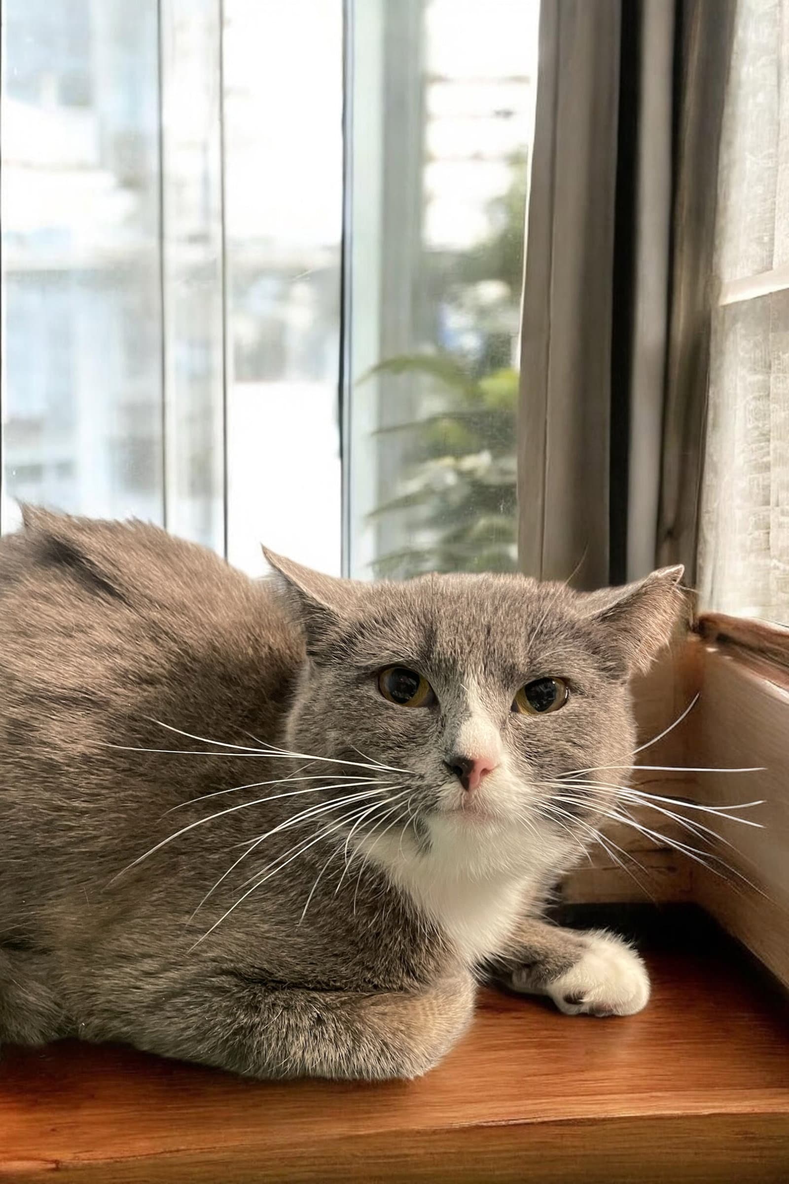 Suki - Domestic Short Hair