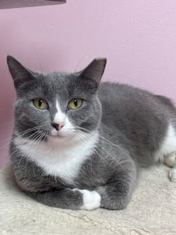 Suki image 4
