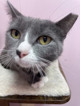 Suki image 3