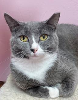 Suki image 2