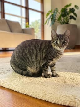Peanut image 1