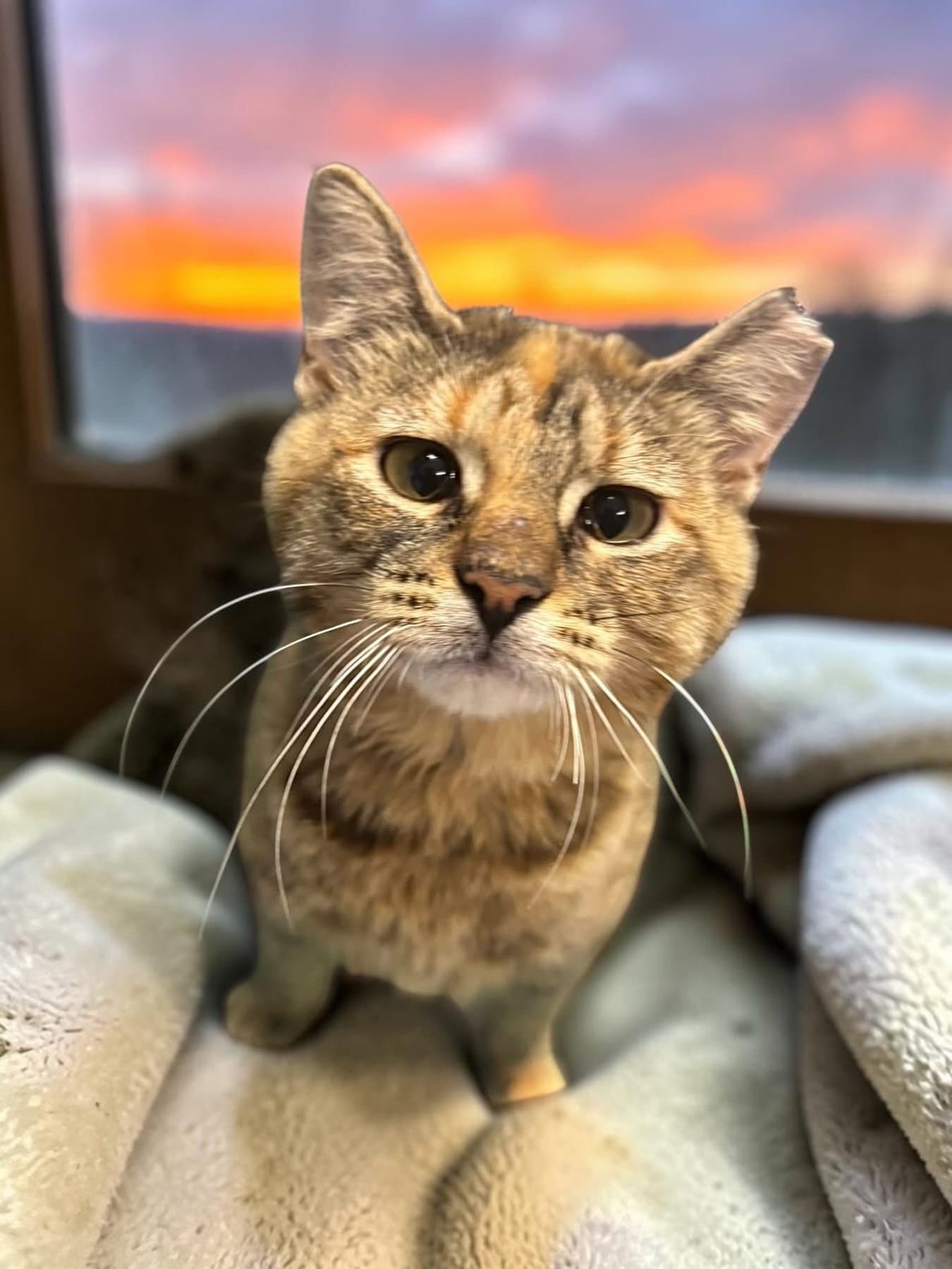 Nutmeg - Domestic Short Hair