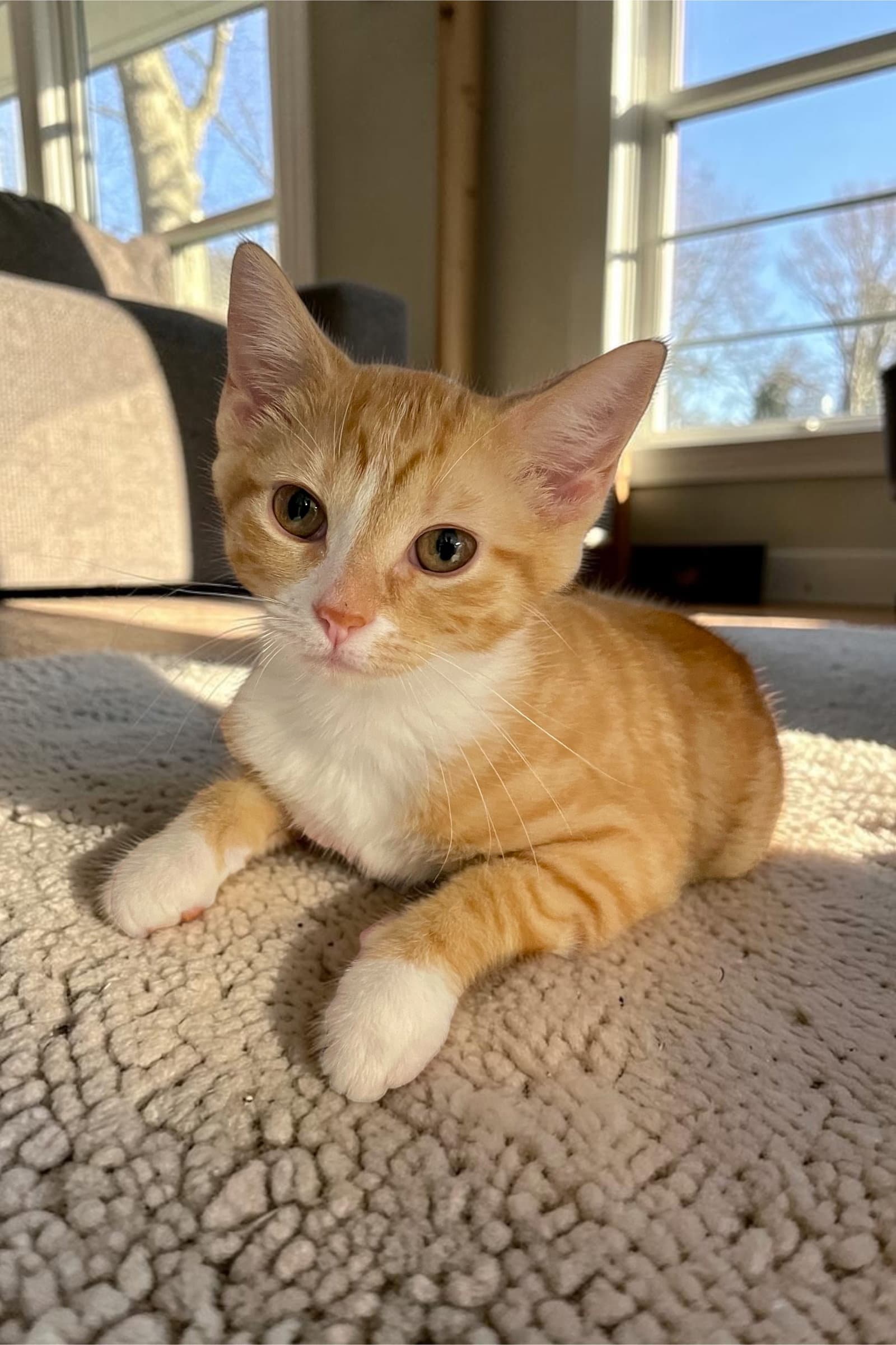 Bambi - Domestic Short Hair