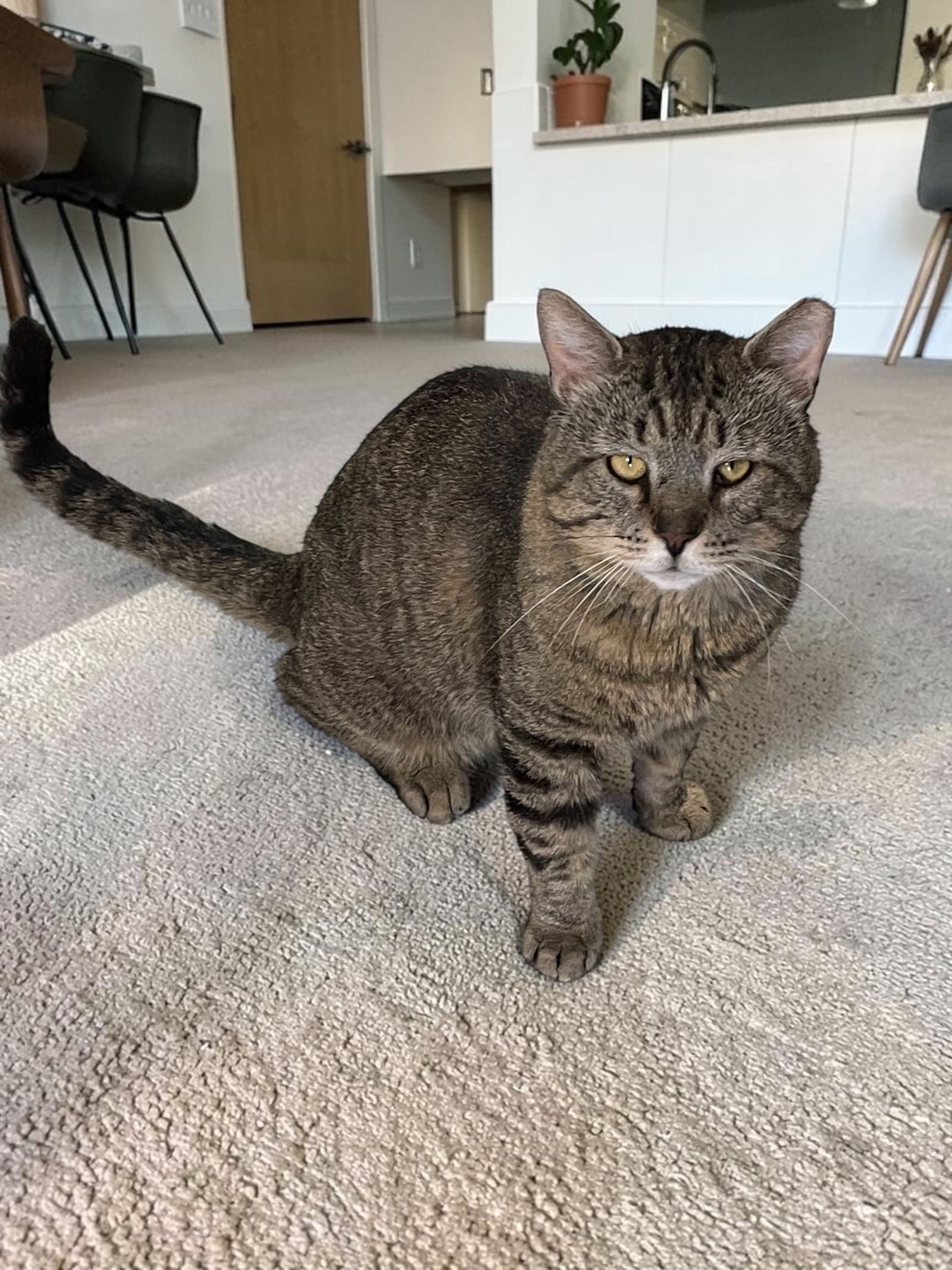 Tank - Domestic Short Hair