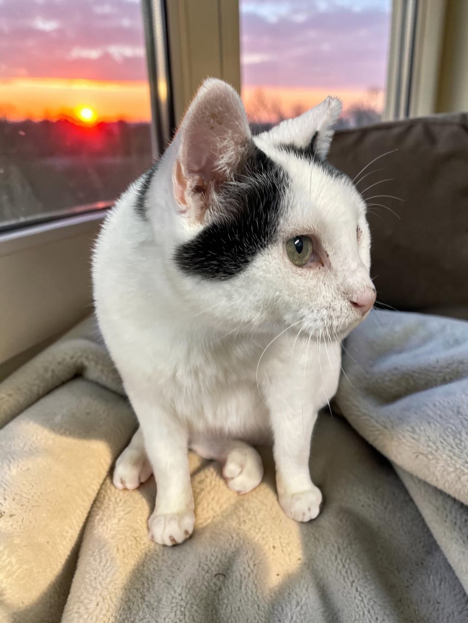 Moo - Domestic Short Hair