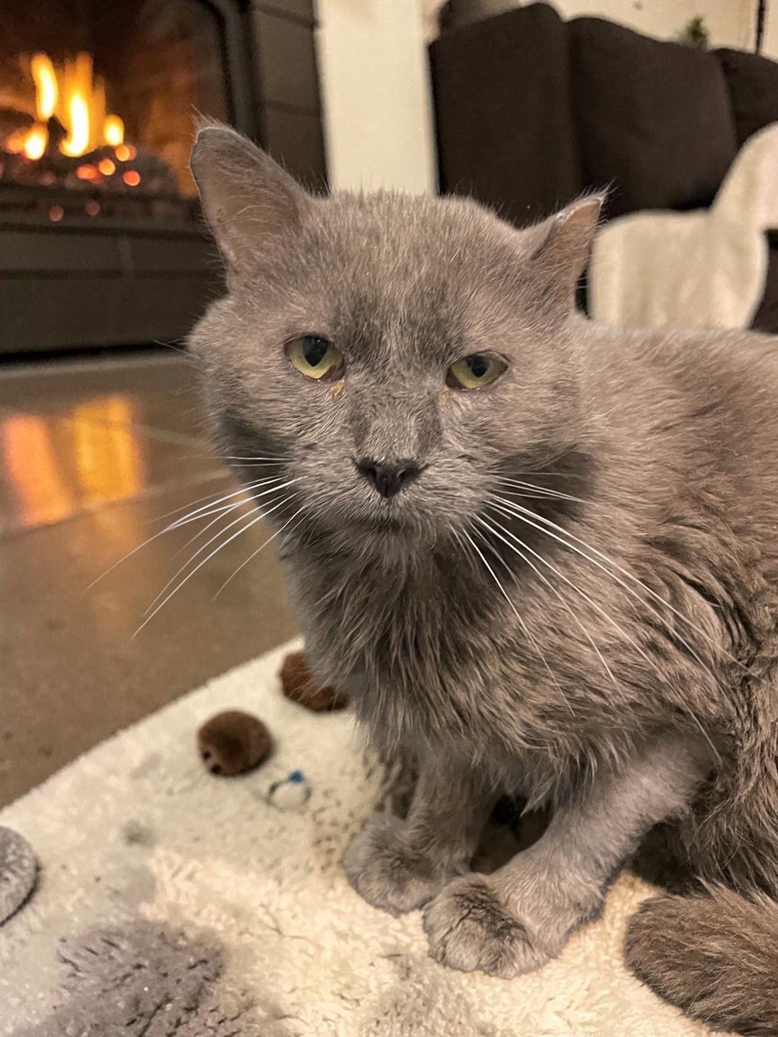 Trapper - Domestic Medium Hair