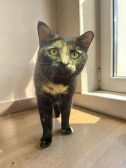 Sadie image 1