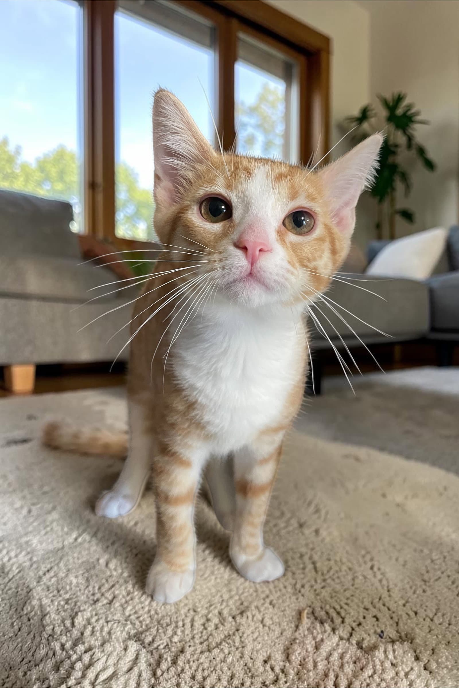 Thumper - Domestic Short Hair