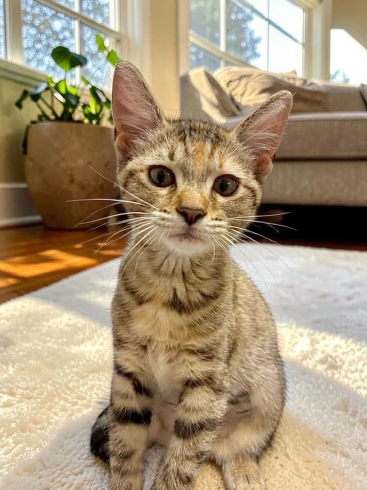Thea - Domestic Short Hair