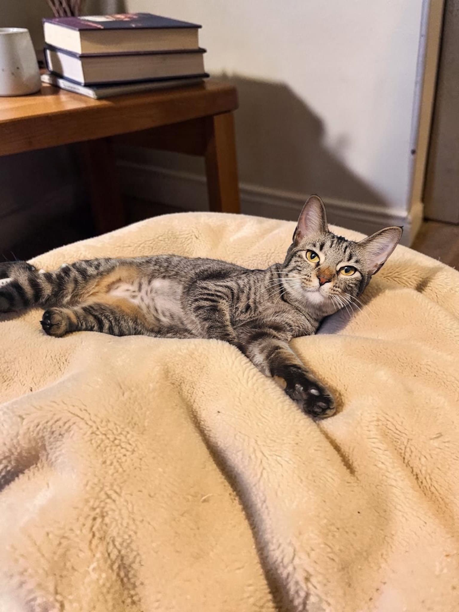 Twinkle - Domestic Short Hair