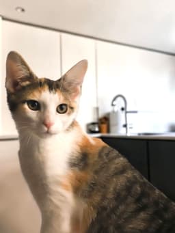 Pippa image 1