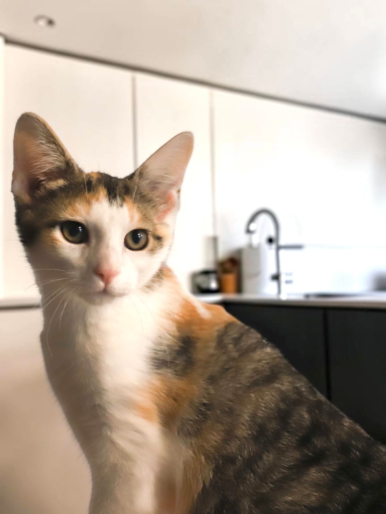 Pippa - Domestic Short Hair