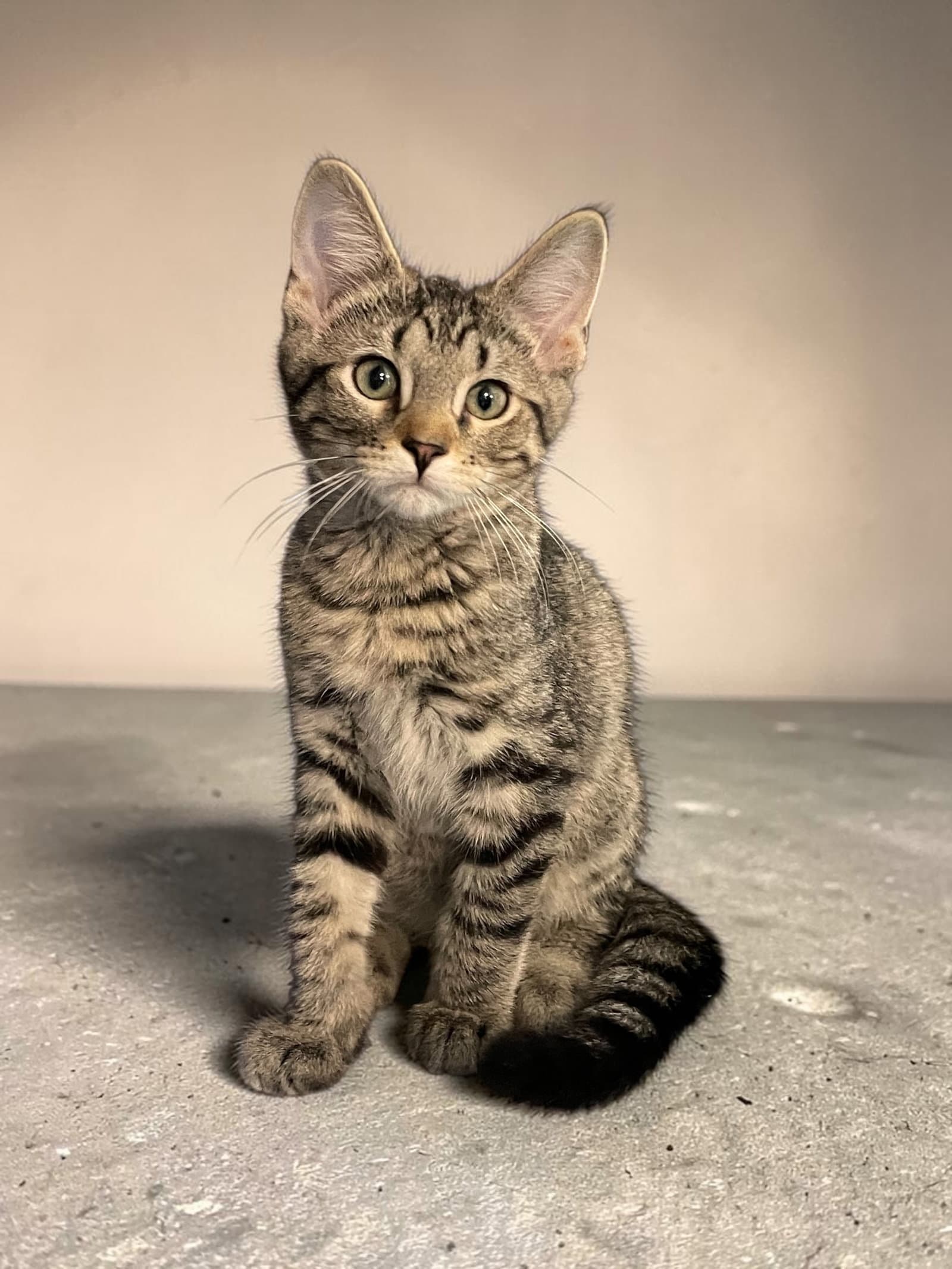 Pico - Domestic Short Hair