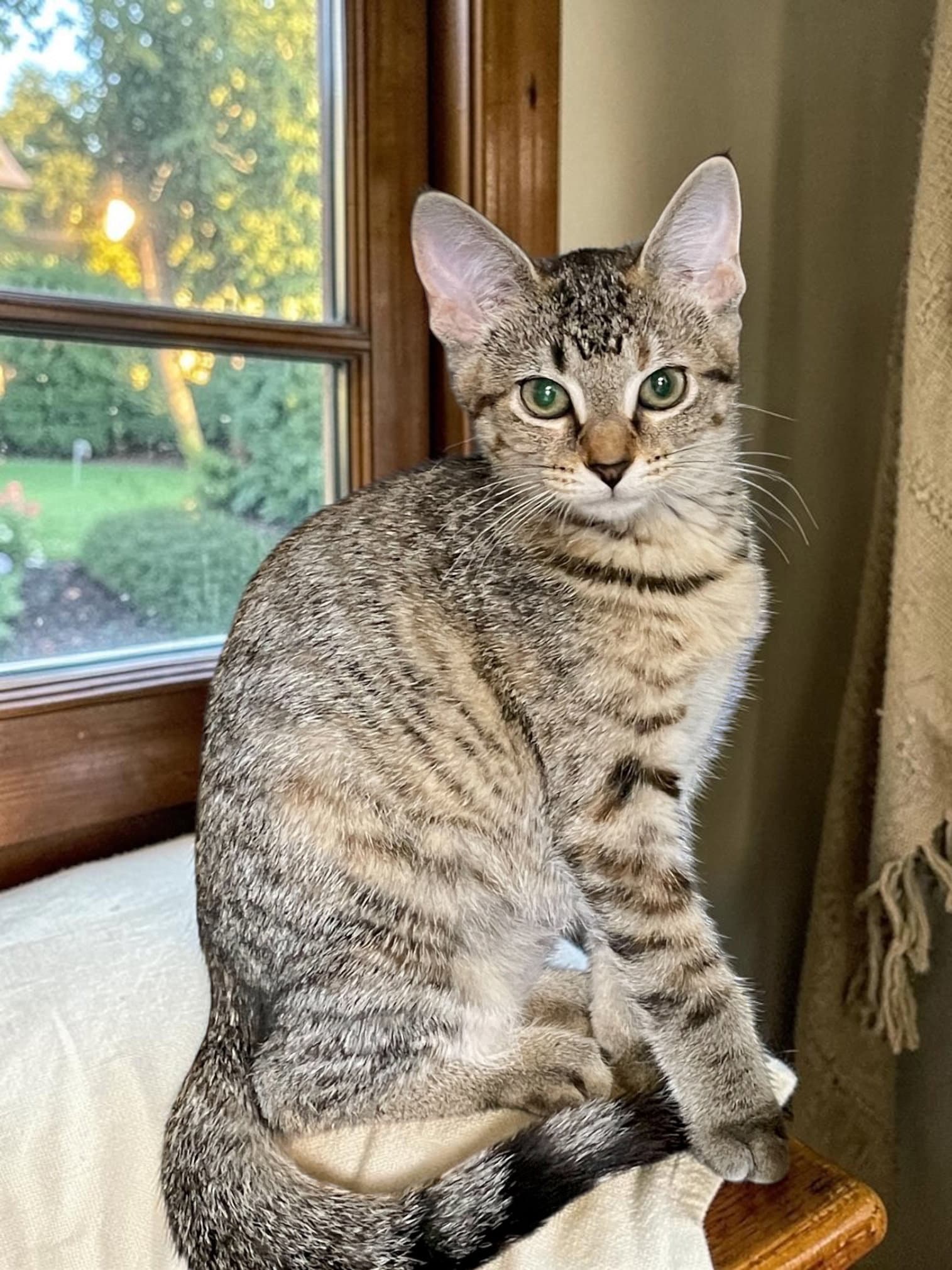 Piper - Domestic Short Hair