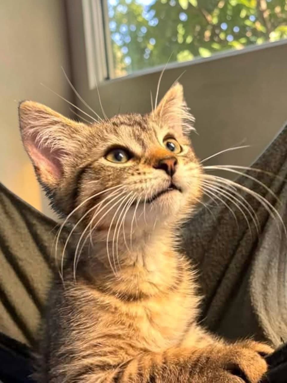 Wolfie - Domestic Short Hair