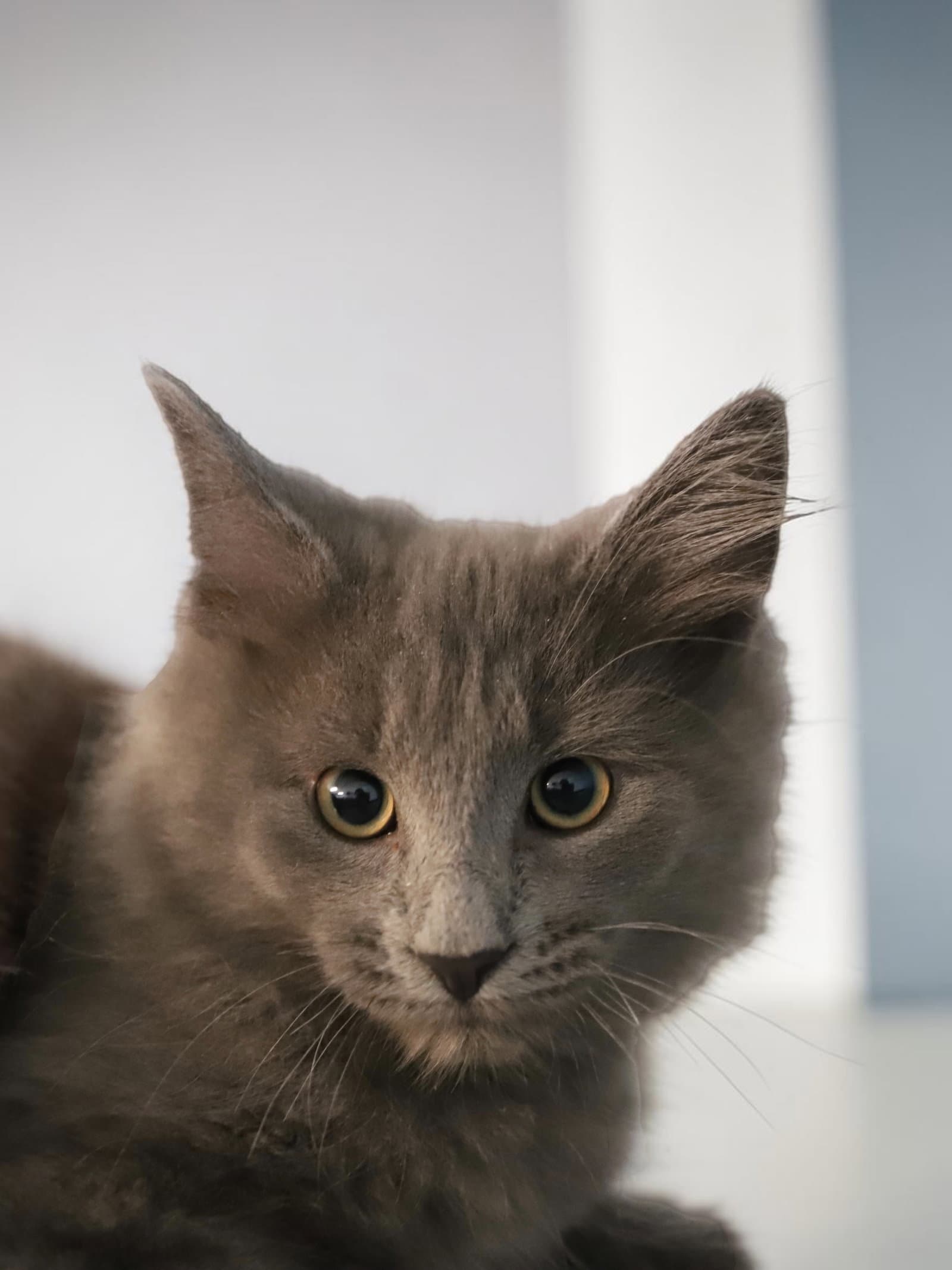 Gatsby - Domestic Long Hair