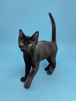 Fonzie image 2