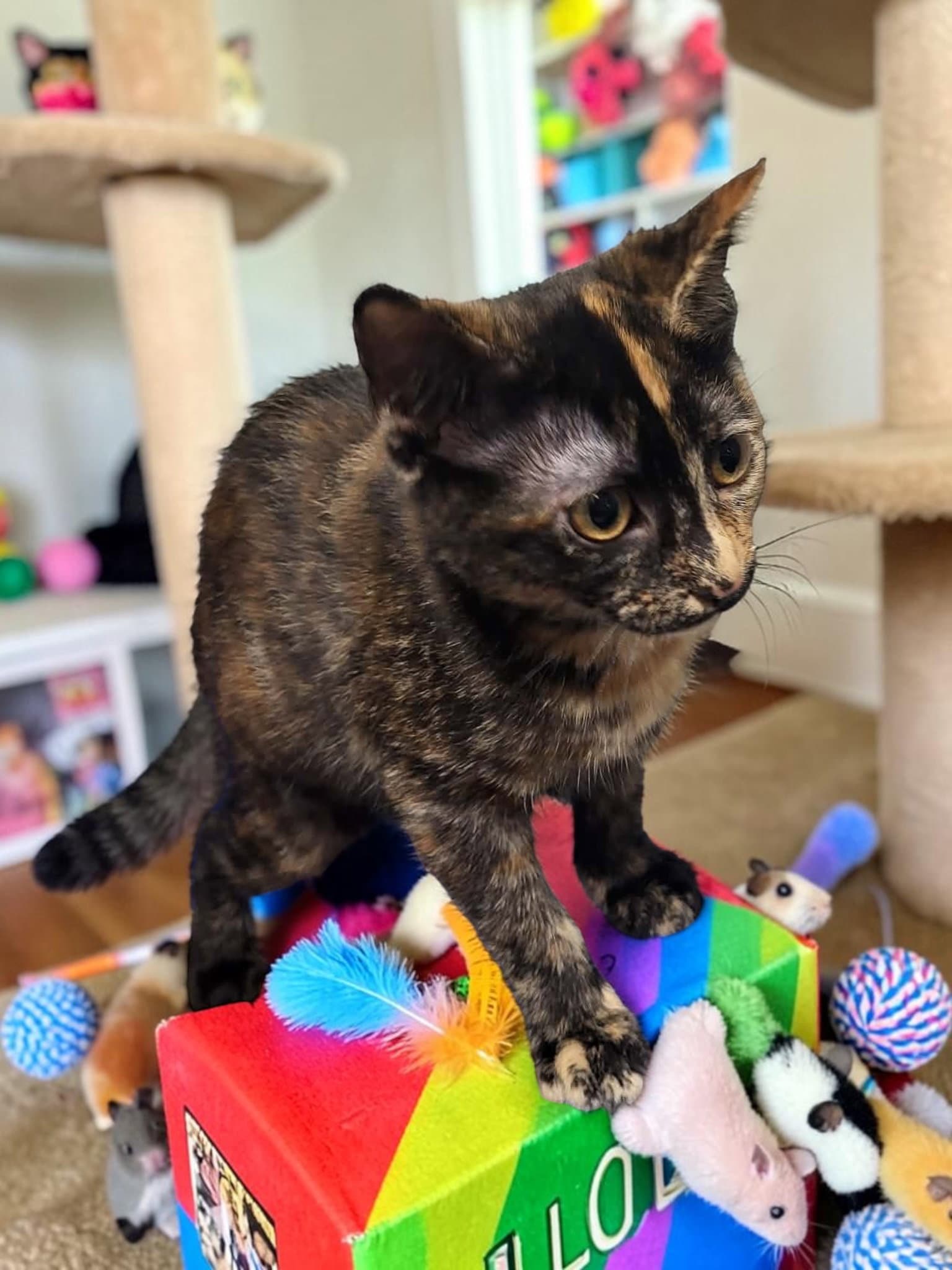 Firefly - Domestic Short Hair