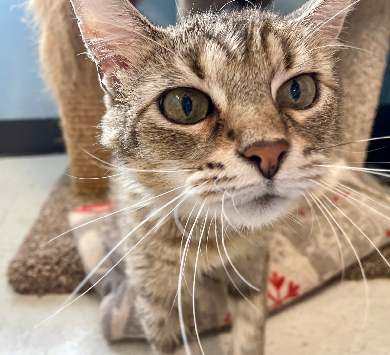 Tasha - Domestic Short Hair