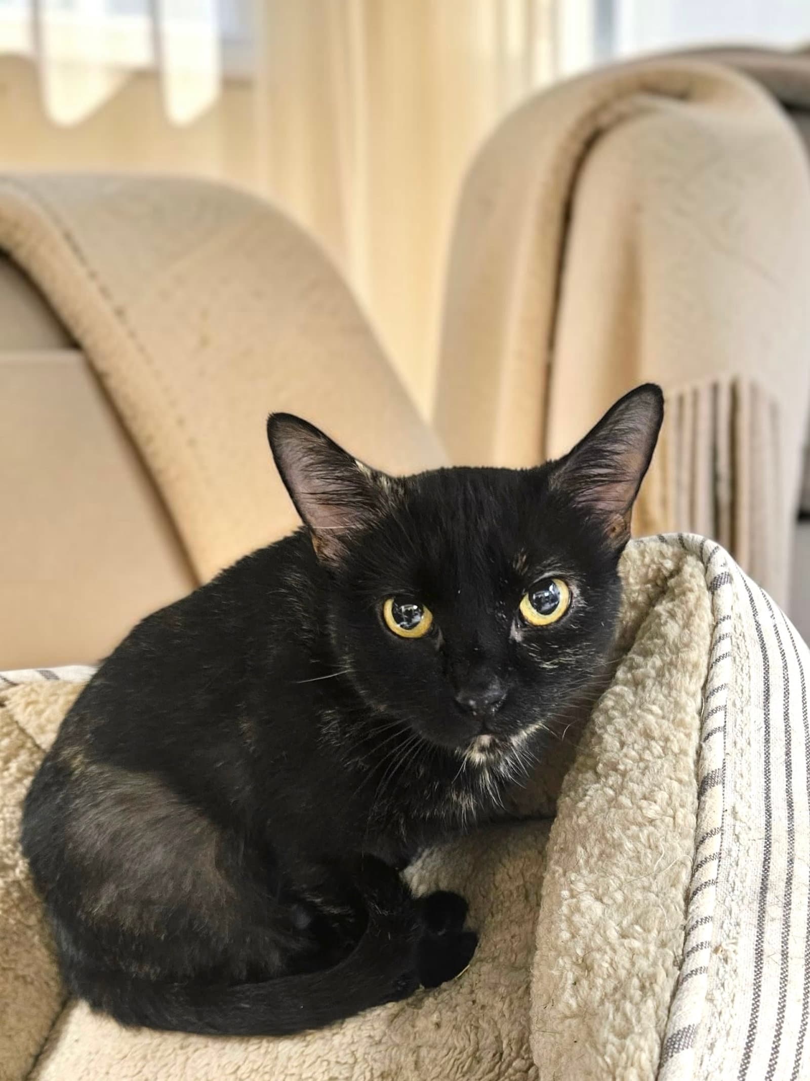 Daphne - Domestic Short Hair