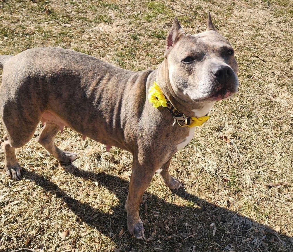 Luca - Pit Bull Terrier