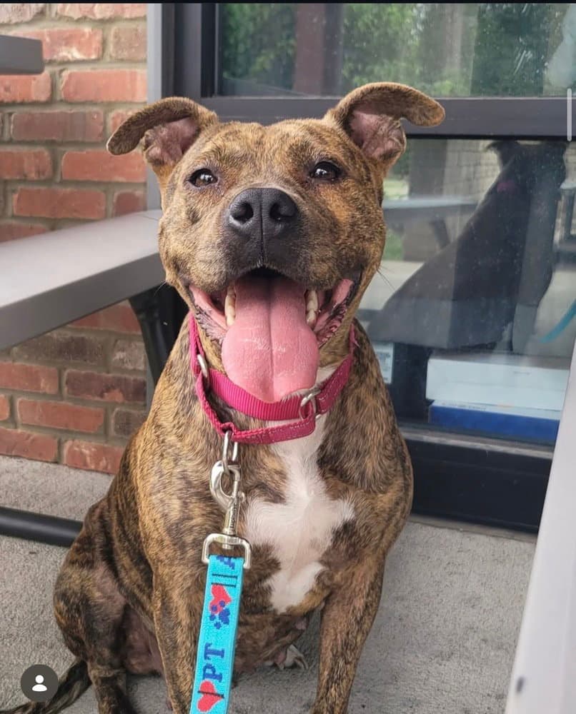 Ember Mama - Pit Bull Terrier
