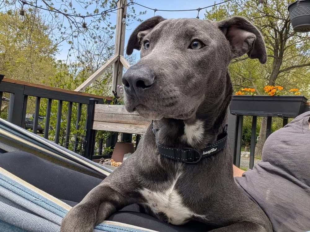 Hopper - Pit Bull Terrier