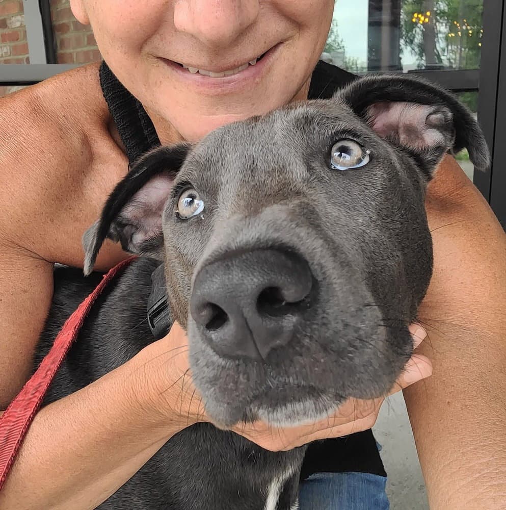 Hopper - Pit Bull Terrier