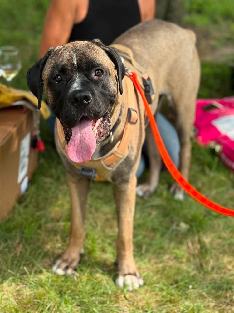Enzo - Mastiff
