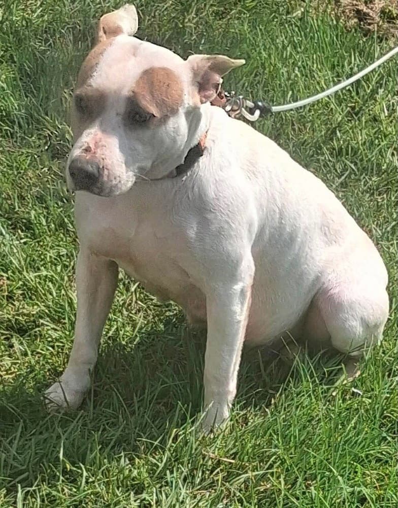 Heather Mama - Pit Bull Terrier