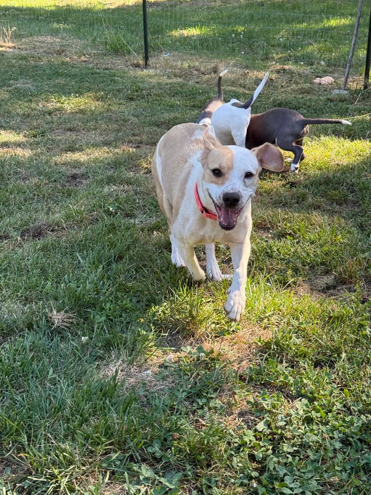 Queenie Mom Tiny - Pit Bull Terrier