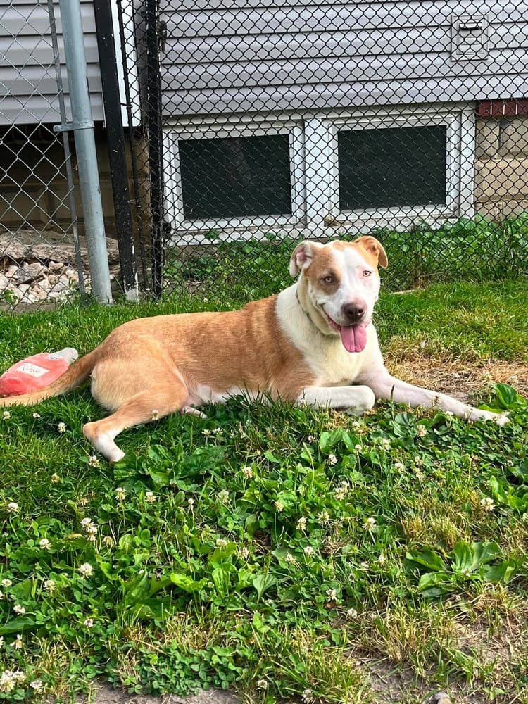 Taylor Swift Eras Tour Mom - Pit Bull Terrier