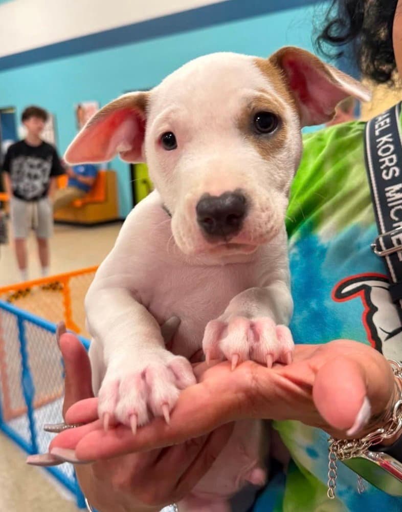 Debut Eras Tour  M - Pit Bull Terrier