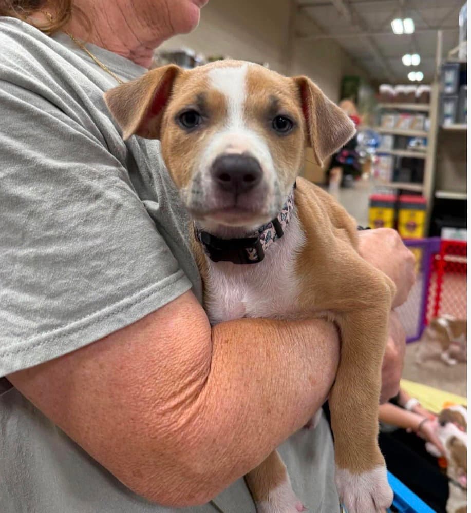 Lover Eras Tour  F - Pit Bull Terrier