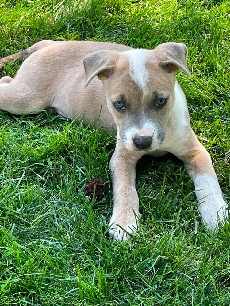 Midnight Eras Tour  M - Pit Bull Terrier