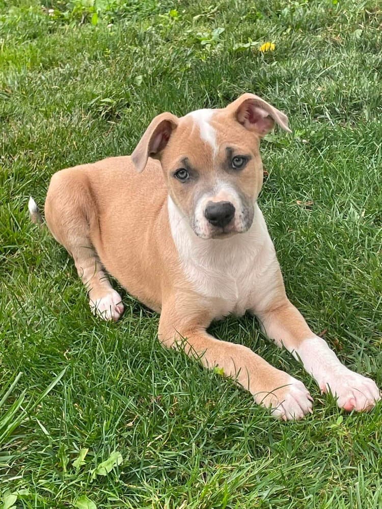 Midnight Eras Tour  M - Pit Bull Terrier