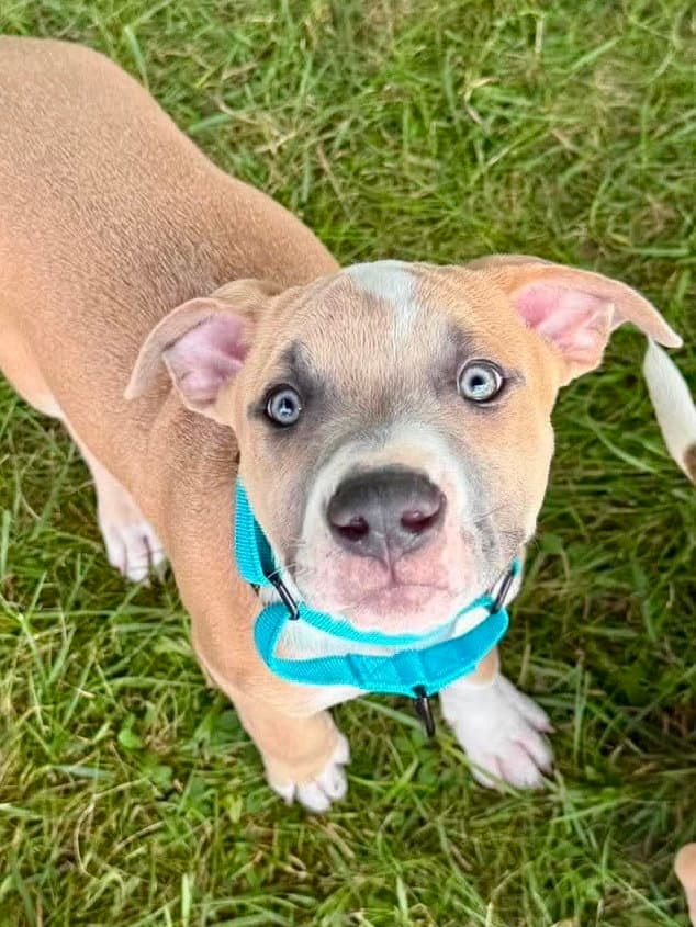 Midnight Eras Tour  M - Pit Bull Terrier
