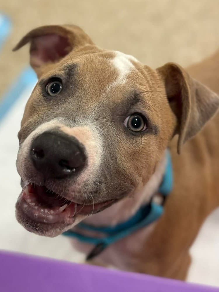 Midnight Eras Tour  M - Pit Bull Terrier