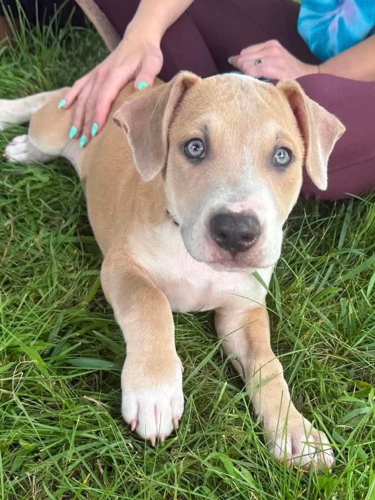 Poet Eras Tour  M - Pit Bull Terrier