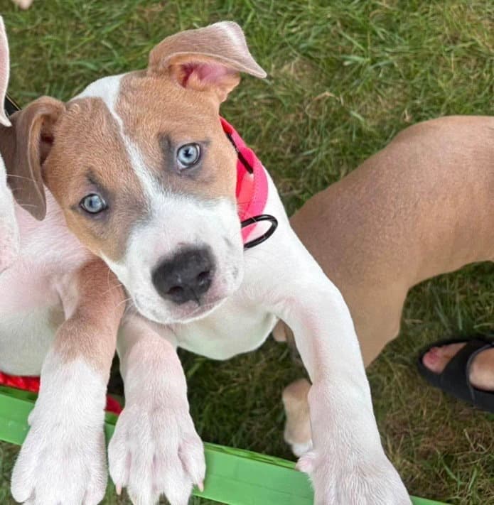Karma Eras Tour  F - Pit Bull Terrier