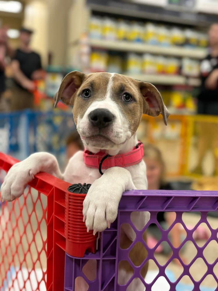 Karma Eras Tour  F - Pit Bull Terrier