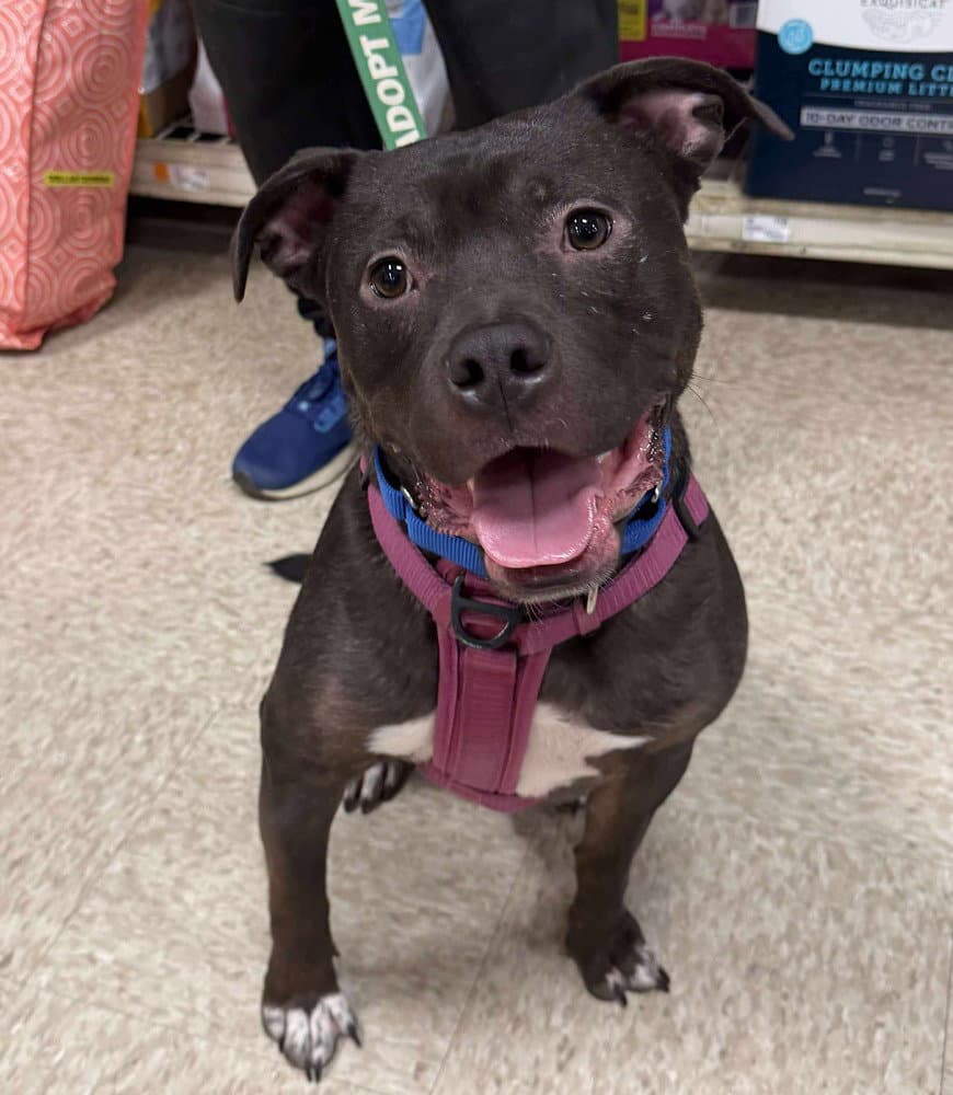 Linus - Pit Bull Terrier