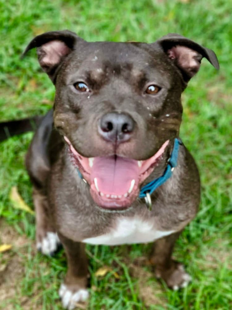 Linus - Pit Bull Terrier