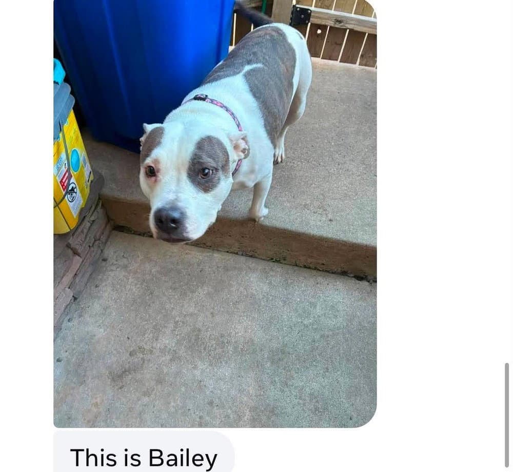 Bailey - Retriever